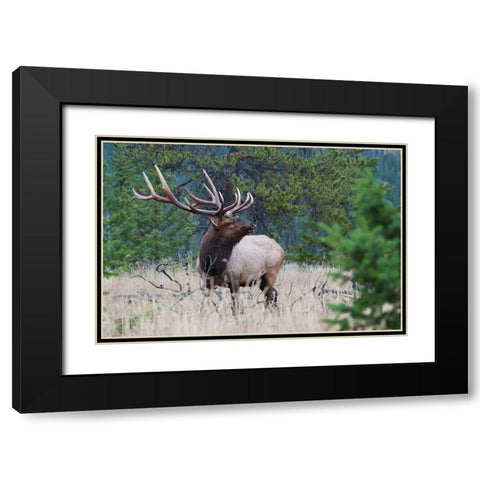 Rocky Mountain Bull Elk Black Modern Wood Framed Art Print with Double Matting by Archer, Ken