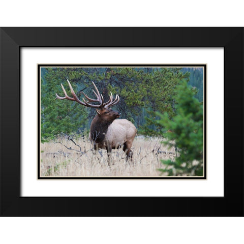 Rocky Mountain Bull Elk Black Modern Wood Framed Art Print with Double Matting by Archer, Ken