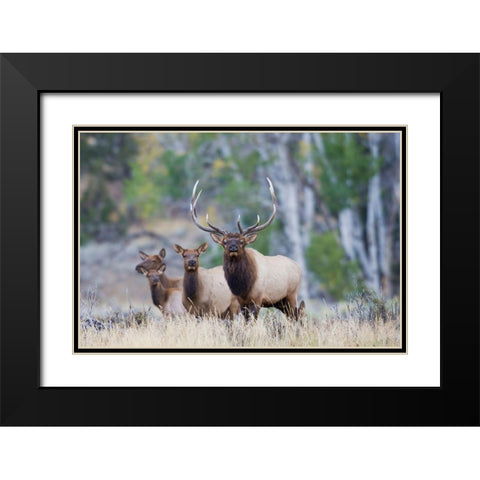 Rocky Mountain Bull Elk with Harem of Cows Black Modern Wood Framed Art Print with Double Matting by Archer, Ken
