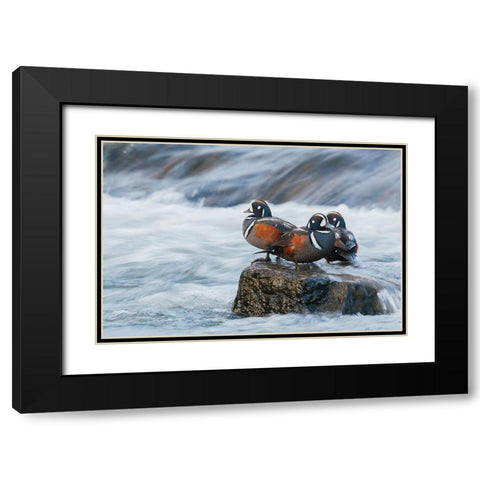 Harlequin Drakes resting in the rapids Black Modern Wood Framed Art Print with Double Matting by Archer, Ken