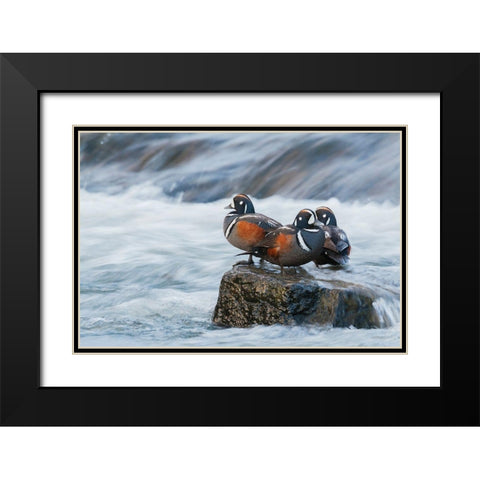Harlequin Drakes resting in the rapids Black Modern Wood Framed Art Print with Double Matting by Archer, Ken