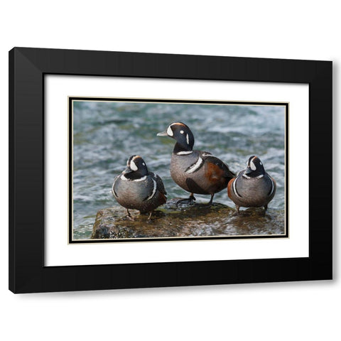 Harlequin Ducks Black Modern Wood Framed Art Print with Double Matting by Archer, Ken