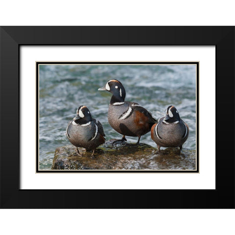 Harlequin Ducks Black Modern Wood Framed Art Print with Double Matting by Archer, Ken