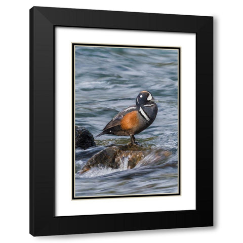 Harlequin Drake Black Modern Wood Framed Art Print with Double Matting by Archer, Ken