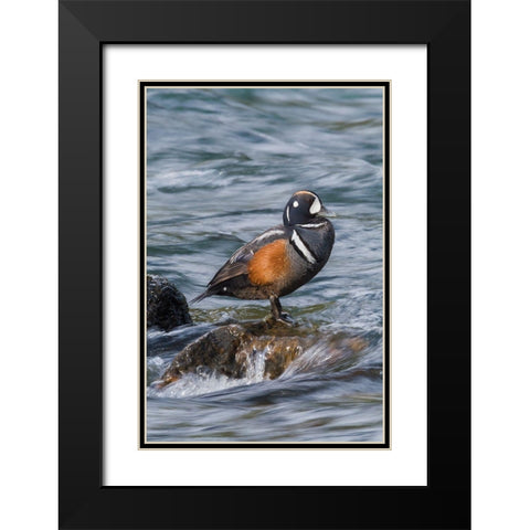 Harlequin Drake Black Modern Wood Framed Art Print with Double Matting by Archer, Ken