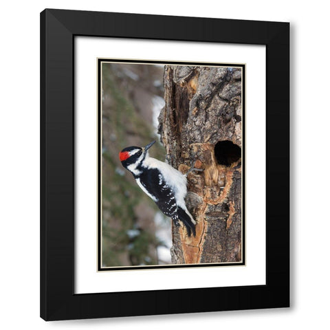 Hairy Woodpecker-winter survivor Black Modern Wood Framed Art Print with Double Matting by Archer, Ken