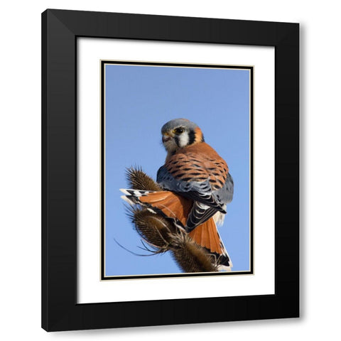 American Kestrel Black Modern Wood Framed Art Print with Double Matting by Archer, Ken