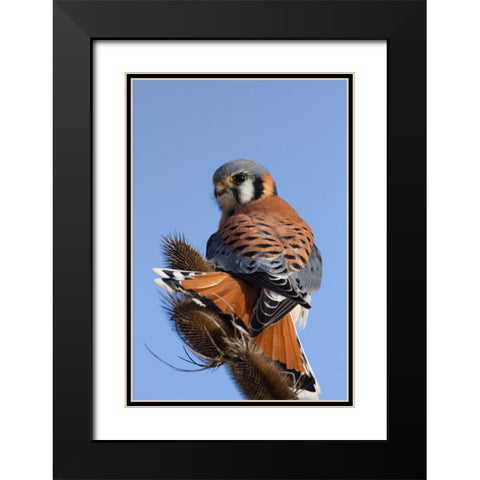 American Kestrel Black Modern Wood Framed Art Print with Double Matting by Archer, Ken
