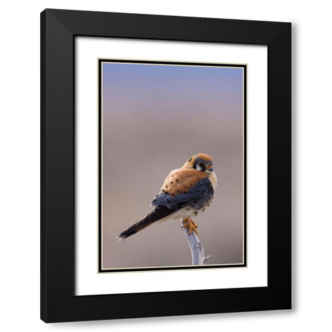 American Kestrel Black Modern Wood Framed Art Print with Double Matting by Archer, Ken