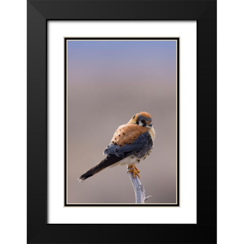 American Kestrel Black Modern Wood Framed Art Print with Double Matting by Archer, Ken