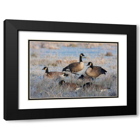 Frosty Morning-Cackling Canada Geese Black Modern Wood Framed Art Print with Double Matting by Archer, Ken