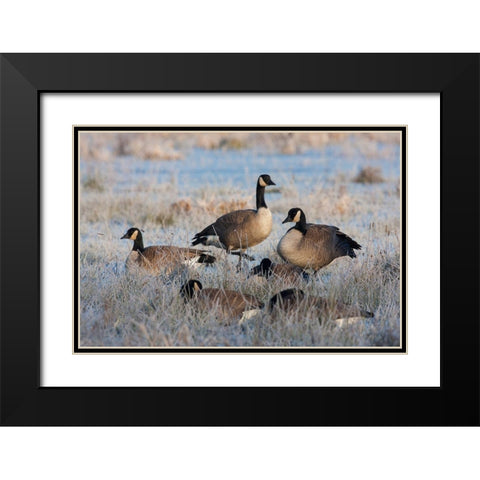 Frosty Morning-Cackling Canada Geese Black Modern Wood Framed Art Print with Double Matting by Archer, Ken