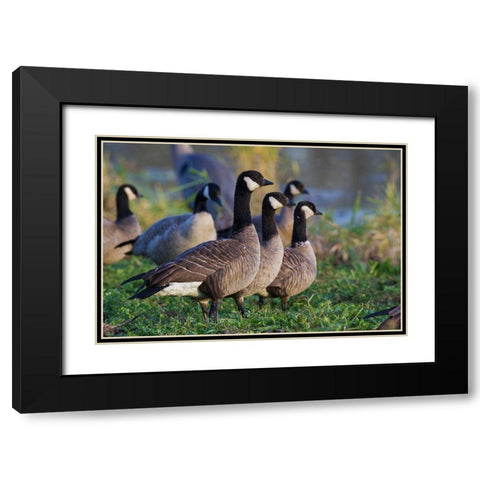 Lesser (Cackling) Canada Geese Black Modern Wood Framed Art Print with Double Matting by Archer, Ken