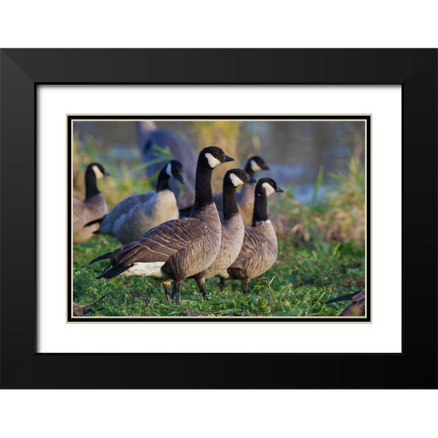 Lesser (Cackling) Canada Geese Black Modern Wood Framed Art Print with Double Matting by Archer, Ken