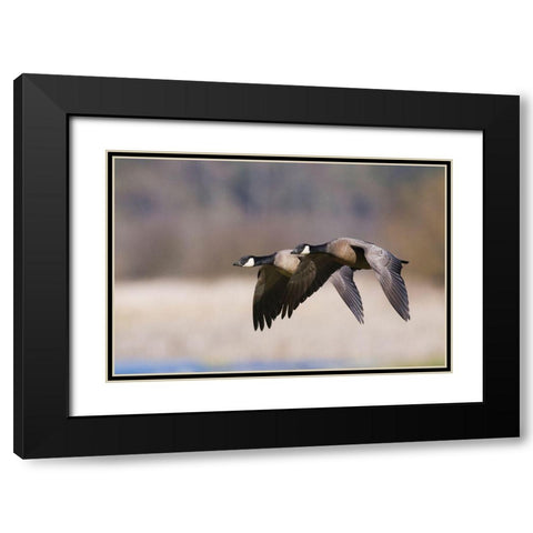 Lesser Canada Geese Flying Past Black Modern Wood Framed Art Print with Double Matting by Archer, Ken