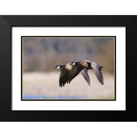 Lesser Canada Geese Flying Past Black Modern Wood Framed Art Print with Double Matting by Archer, Ken