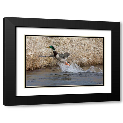 Mallard Drake Taking Flight Black Modern Wood Framed Art Print with Double Matting by Archer, Ken