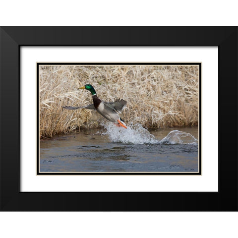 Mallard Drake Taking Flight Black Modern Wood Framed Art Print with Double Matting by Archer, Ken