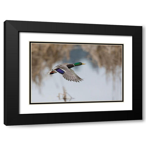 Mallard Drake Taking Flight Black Modern Wood Framed Art Print with Double Matting by Archer, Ken