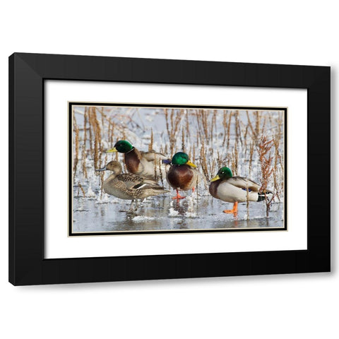 Mallard Drakes and northern Pintail Hen Black Modern Wood Framed Art Print with Double Matting by Archer, Ken
