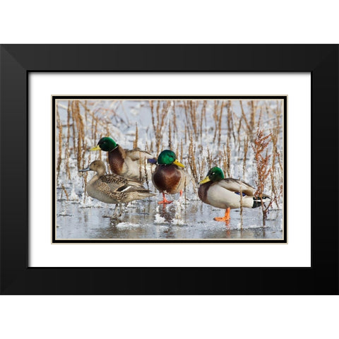 Mallard Drakes and northern Pintail Hen Black Modern Wood Framed Art Print with Double Matting by Archer, Ken