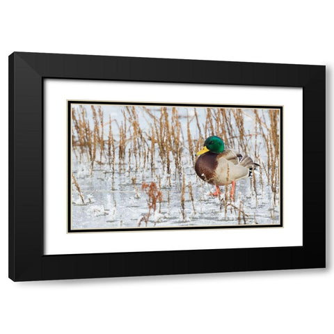 Mallard Duck-frozen pond Black Modern Wood Framed Art Print with Double Matting by Archer, Ken