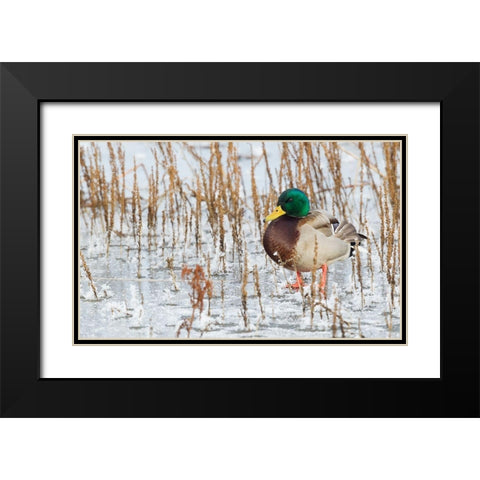 Mallard Duck-frozen pond Black Modern Wood Framed Art Print with Double Matting by Archer, Ken