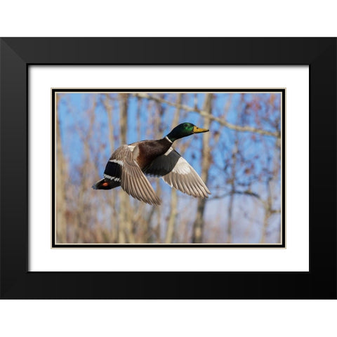 Mallard in Flight-wooded habitat Black Modern Wood Framed Art Print with Double Matting by Archer, Ken