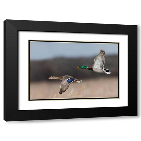 Mallard Duck Pair in Flight Black Modern Wood Framed Art Print with Double Matting by Archer, Ken