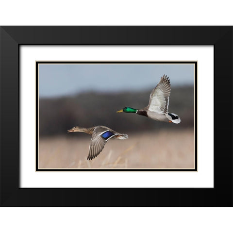 Mallard Duck Pair in Flight Black Modern Wood Framed Art Print with Double Matting by Archer, Ken
