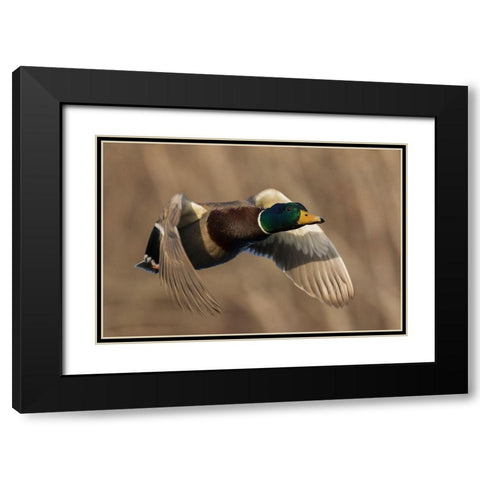 Mallard Drake in Flight Black Modern Wood Framed Art Print with Double Matting by Archer, Ken