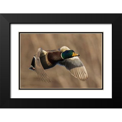 Mallard Drake in Flight Black Modern Wood Framed Art Print with Double Matting by Archer, Ken