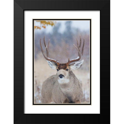 Mule Deer Buck-late autumn snow Black Modern Wood Framed Art Print with Double Matting by Archer, Ken