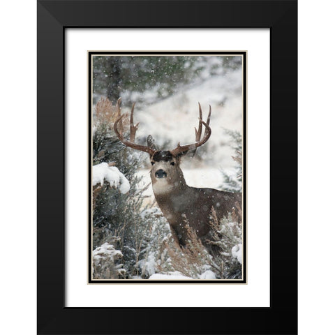 Mule Deer Buck Black Modern Wood Framed Art Print with Double Matting by Archer, Ken