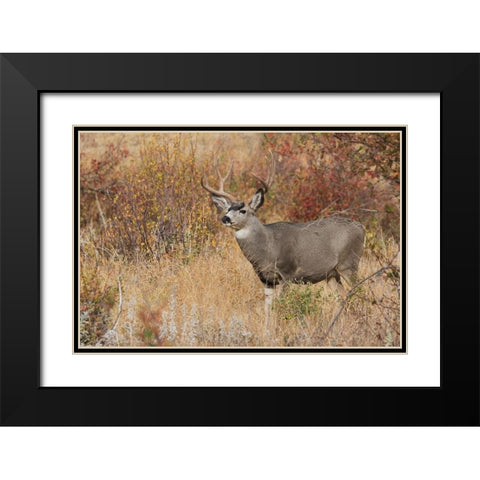 Mule Deer Buck Black Modern Wood Framed Art Print with Double Matting by Archer, Ken