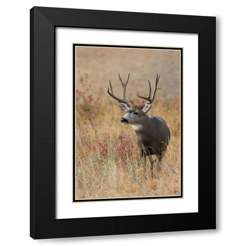 Mule Deer Buck Black Modern Wood Framed Art Print with Double Matting by Archer, Ken