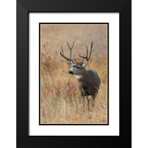 Mule Deer Buck Black Modern Wood Framed Art Print with Double Matting by Archer, Ken
