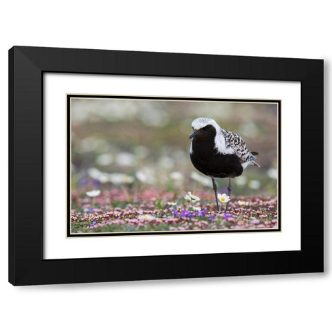 Black-bellied Plover-springtime on the tundra Black Modern Wood Framed Art Print with Double Matting by Archer, Ken