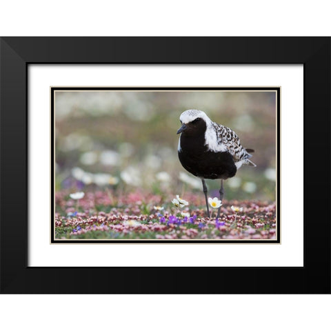 Black-bellied Plover-springtime on the tundra Black Modern Wood Framed Art Print with Double Matting by Archer, Ken