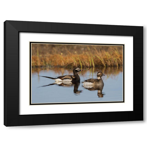 Long-tailed Duck Pair (Oldsquaw) Black Modern Wood Framed Art Print with Double Matting by Archer, Ken