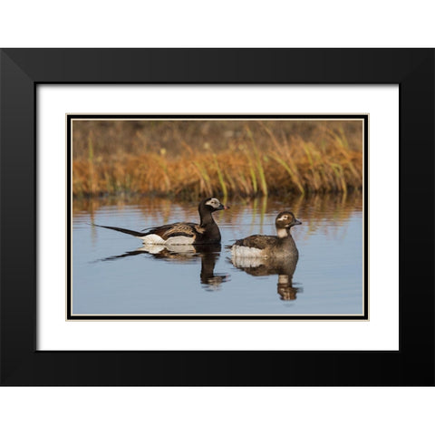 Long-tailed Duck Pair (Oldsquaw) Black Modern Wood Framed Art Print with Double Matting by Archer, Ken