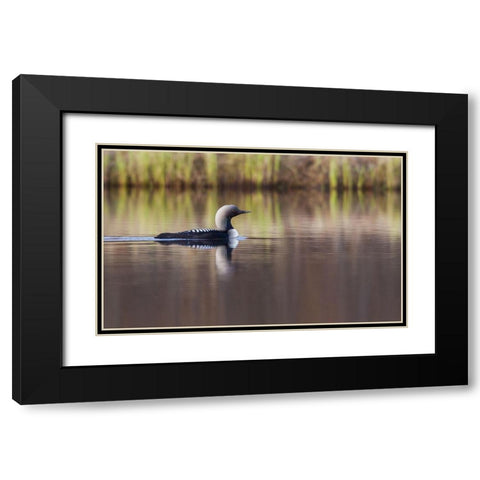 Pacific Loon-Arctic Reflections Black Modern Wood Framed Art Print with Double Matting by Archer, Ken