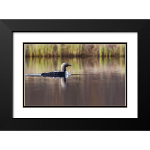 Pacific Loon-Arctic Reflections Black Modern Wood Framed Art Print with Double Matting by Archer, Ken