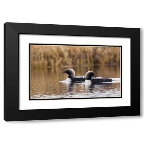 Pacific Loon Pair Black Modern Wood Framed Art Print with Double Matting by Archer, Ken