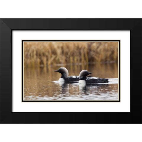 Pacific Loon Pair Black Modern Wood Framed Art Print with Double Matting by Archer, Ken