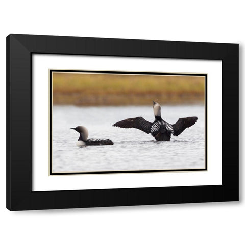 Pacific Loon Pair Black Modern Wood Framed Art Print with Double Matting by Archer, Ken
