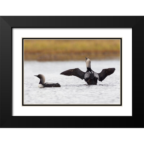 Pacific Loon Pair Black Modern Wood Framed Art Print with Double Matting by Archer, Ken