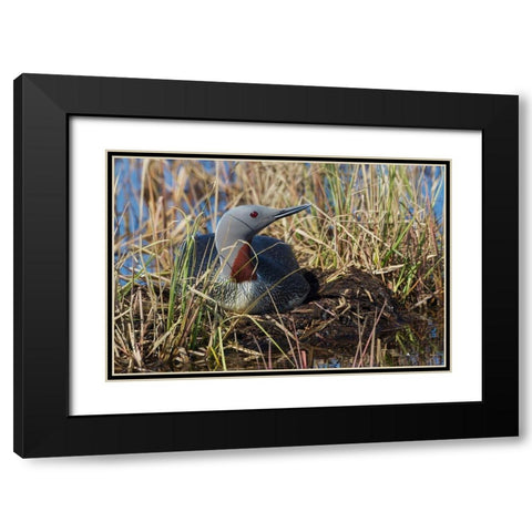 Red-throated Loon Sitting on Nest Black Modern Wood Framed Art Print with Double Matting by Archer, Ken