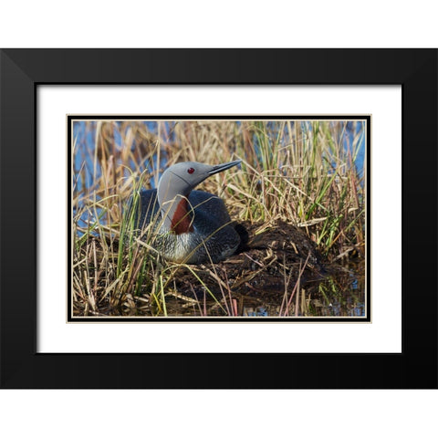 Red-throated Loon Sitting on Nest Black Modern Wood Framed Art Print with Double Matting by Archer, Ken