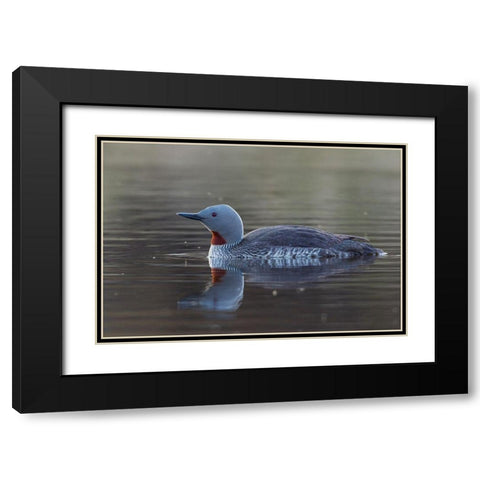 Red-throated Loon Black Modern Wood Framed Art Print with Double Matting by Archer, Ken